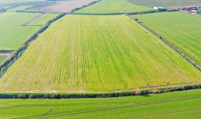 Didim&#039;de tarlaya ekilen buğdaylar büyümeye başladı