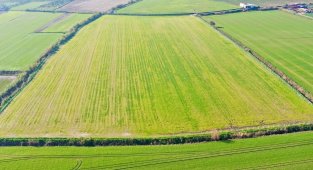 Didim'de tarlaya ekilen buğdaylar büyümeye başladı