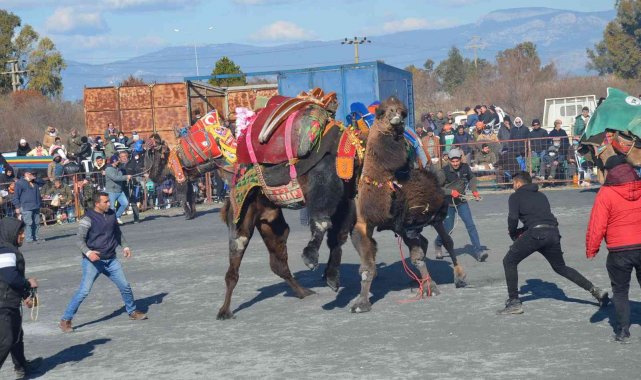 Didim&#039;deki deve güreşleri renkli görüntülere sahne oldu