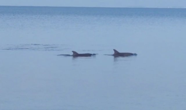 Dikili Sahili'nde yunusların şovu mest etti