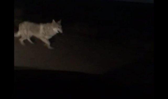 Diyarbakır&#039;da kurt sürüsü kente indi