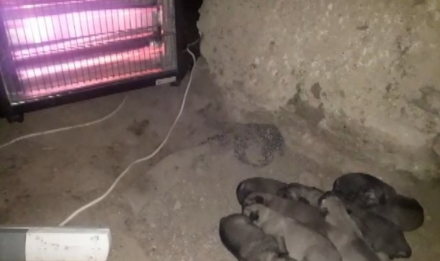 Doğum yapan anne köpek ve yavruları için elektrikli soba kurdu