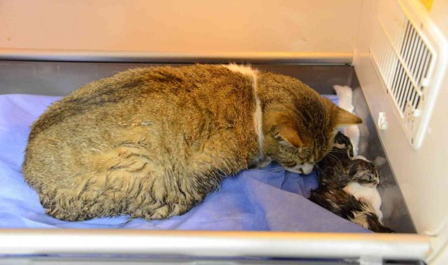 Doğum yapmakta zorlanan kediye sezaryen yapıldı