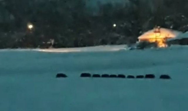 Domuz sürüsü ilçe merkezine indi