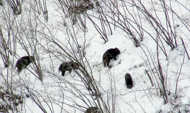 Domuzlar sürüler halinde yaşam alanlarına indi