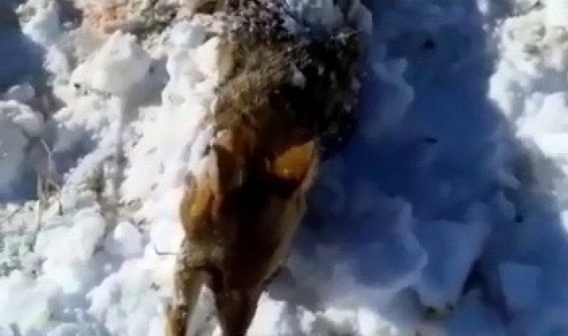 Donan tilkiyi çoban köpeği buldu