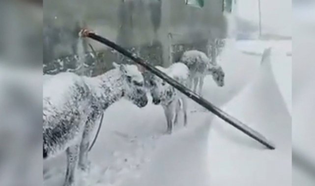 Donmak üzere olan eşeklere sahip çıkan genç: &quot;Herkesten böyle bir duyarlılığı bekliyoruz&quot;