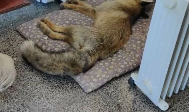 Donmak üzere olan tilkinin yardımına korucu yetişti