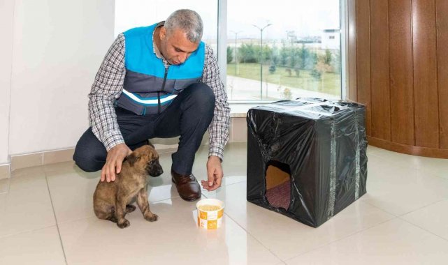 Donmak üzere olan yavru köpeği MASKİ personelleri kurtardı