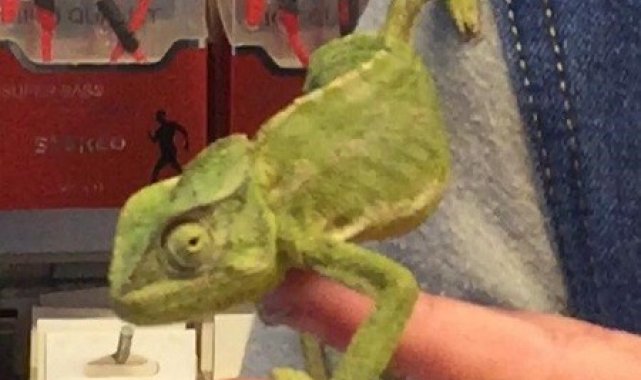 Donmaktan kurtardığı bukalemunu görenler şaşırıyor