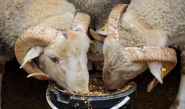 Dövizdeki düşüş üreticiyi umutlandırdı