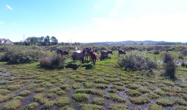 Drone gören atların şaşkınlığı