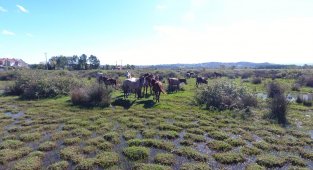 Drone gören atların şaşkınlığı