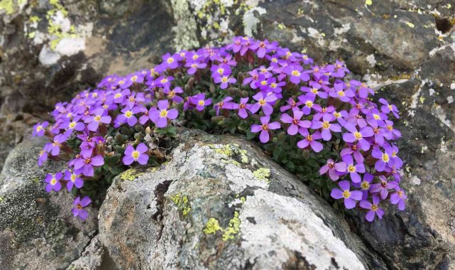 Dünya için yeni bir endemik bitki türü keşfedildi