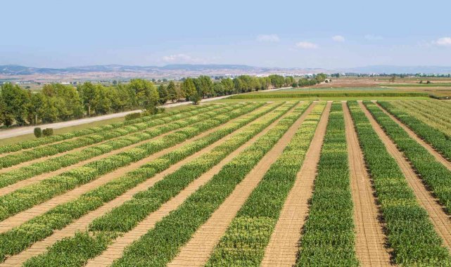 Dünya Türkiye'nin tatlı mısırını sevdi