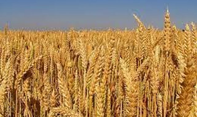 Edirne'de buğday 4 lira 176 kuruştan satıldı