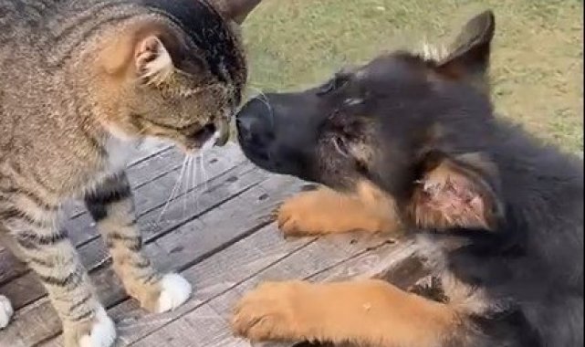 Edirne'de kedi ile köpeğin dostluğu görenleri şaşırtıyor