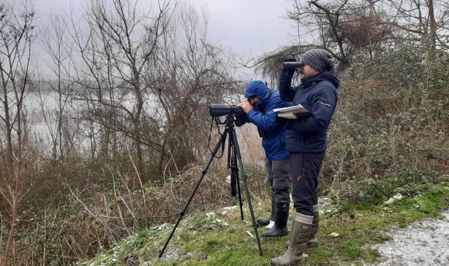Efteni Gölü'nde kuş sayımı yapıldı