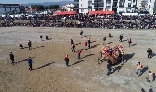 Ege'nin geleneksel deve güreşi havadan görüntülendi