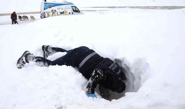 Ekiplerin dikkati yavru köpekleri donmaktan kurtardı