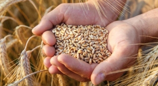 Ekmeklik buğday ve arpaya da zam geldi!