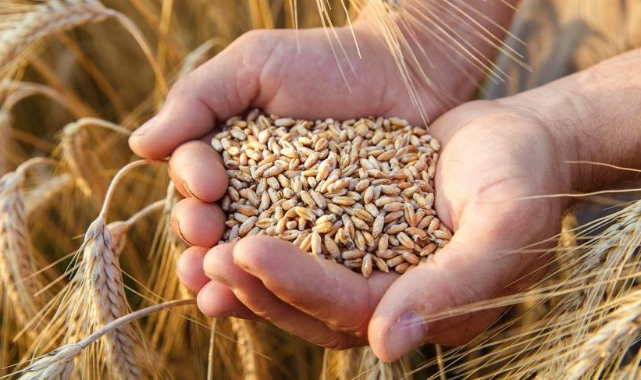 Ekmeklik buğday ve arpaya da zam geldi!
