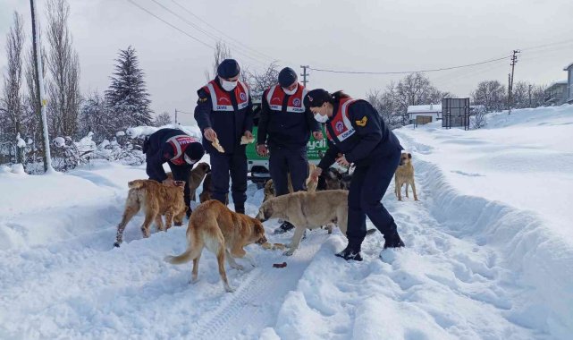 Eksi 10 derecede yaban ve sokak hayvanlarına jandarma şefkati