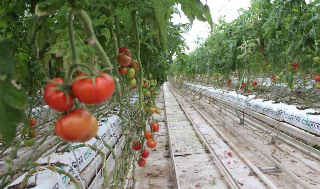 Eksi 40 derecede domates üretimi