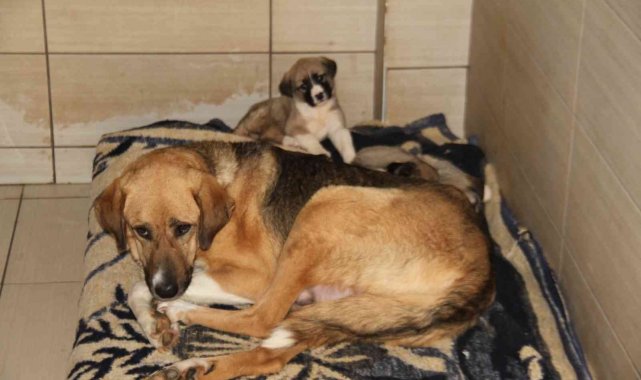 Elazığ Belediyesi Hayvan Hastanesi ve Bakım Evinde 5 binin üzerinde hayvan tedavi edildi