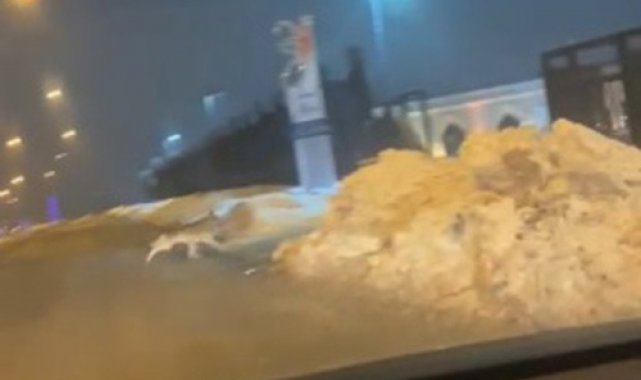 Elazığ'da aç kalan kurt şehir merkezine indi