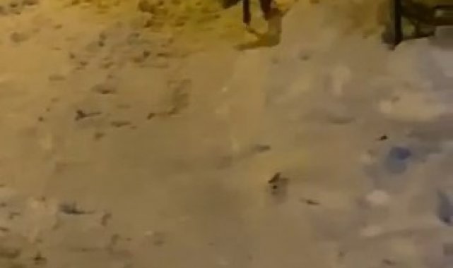 Elazığ&#039;da aç kalan tilki şehre indi sokak sokak gezdi