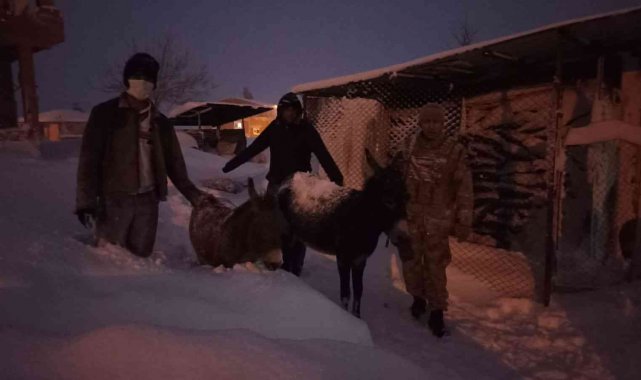 Elazığ&#039;da donmak üzere olan hayvanlar kurtarıldı