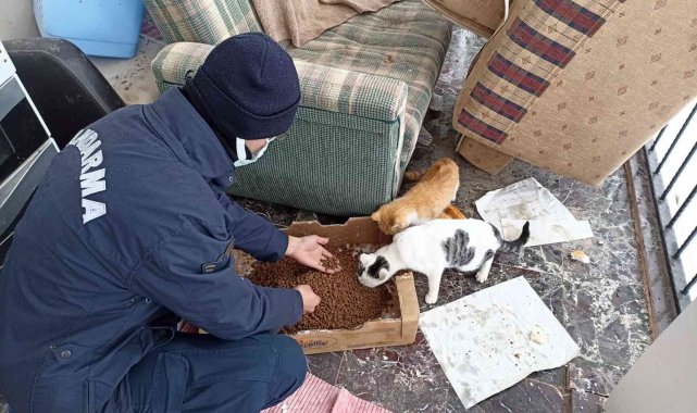Elazığ'da jandarma ekiplerinden yürekleri ısıtan hareket: Sokak hayvanlarını elleri ile beslediler
