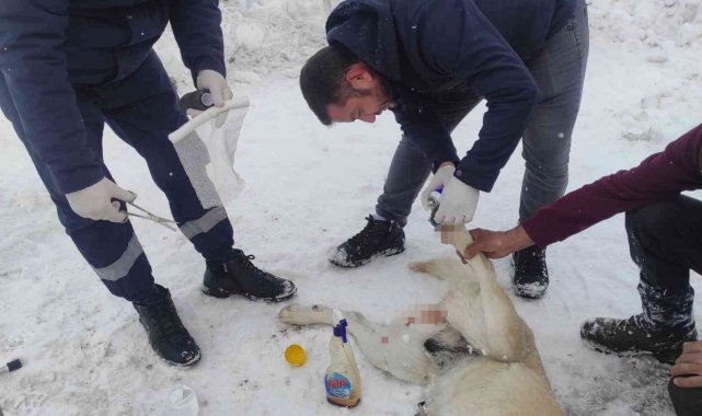 Elektrik telleriyle bağlanarak ölüme terk edilen köpekleri belediye ekipleri kurtardı