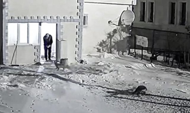 Emniyet bahçesinde yiyecek arayan tilkileri elleriyle besliyor