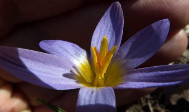 En son 28 yıl önce görünen bitkiler Kayseri'de yeniden gözlemlendi