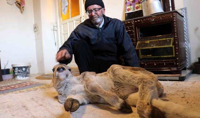 Engelli doğan buzağı için gözyaşı döküp yardım istedi