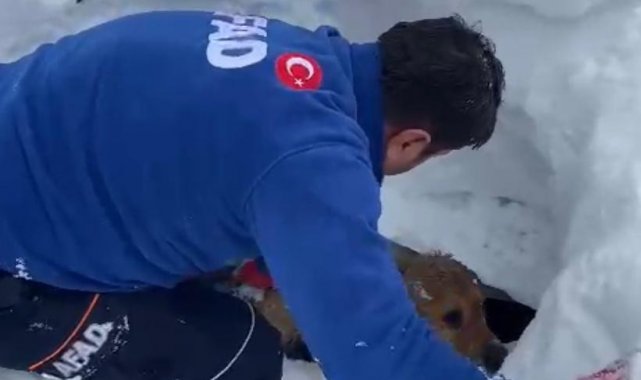 Enkaz altında kalan köpeği AFAD ekipleri kurtardı