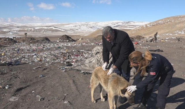 Erciş&#039;te belediye ekipleri sokak hayvanlarına yiyecek bırakarak aşılarını yaptı