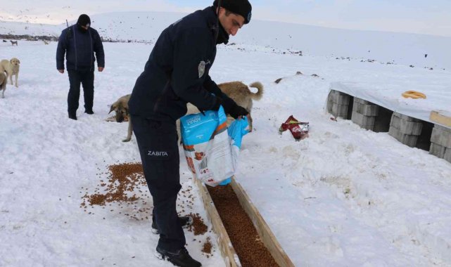Erciş'te sokak hayvanları unutulmadı