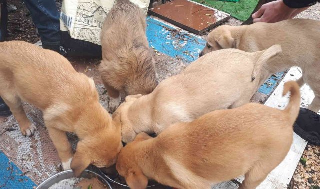 Erdek' te sokaktaki canlar unutulmadı