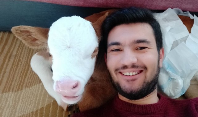 Erken doğan buzağıya anne şefkati, ayağında sallayıp ninni söyleyerek uyutuyor