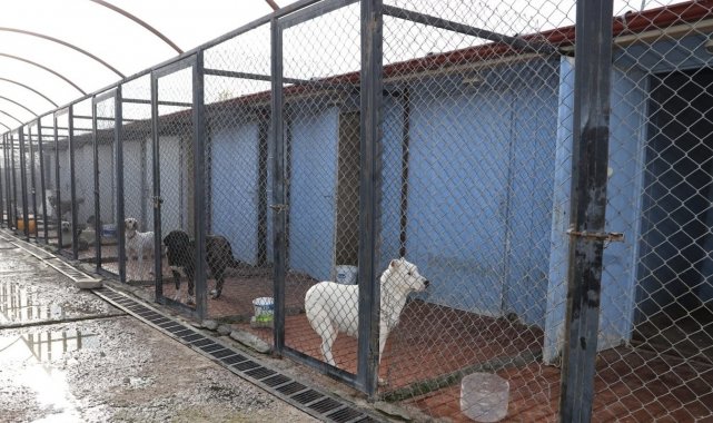 Erzincan'da 340 başıboş sokak köpeği toplandı