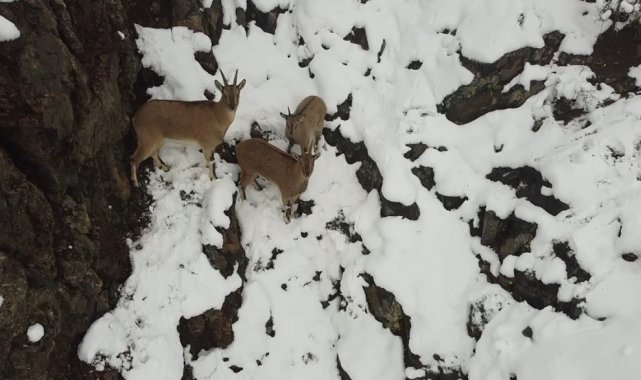 Erzincan&#039;da dağ keçileri havadan görüntülendi