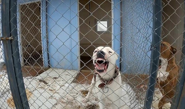 Erzincan'da sokak köpekleri toplanarak barınağa yerleştirildi