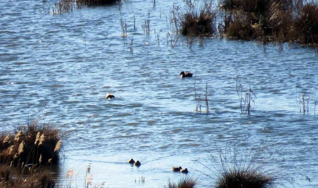 Erzincan'da su kuşu sayımı yapıldı