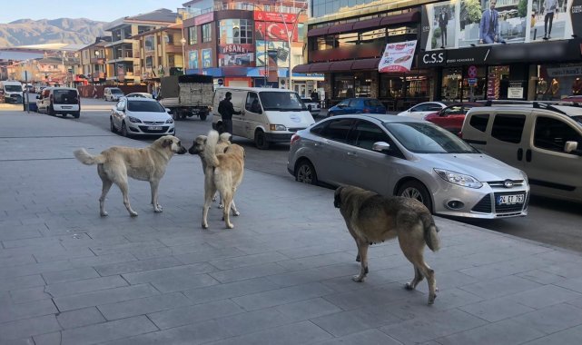 Erzincan'da vatandaşlar tehlike saçan sokak köpeklerine yönelik tedbir alınmasını istiyor