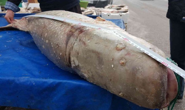 Erzincan'da yakalanan dev turna balığı görenleri şaşkına çevirdi!