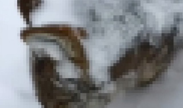 Erzurum'da kurt ayakta dondu