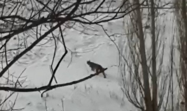 Erzurum'da nesli tükenmekte olan vaşak görüntülendi